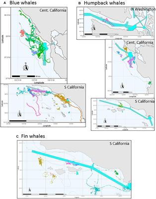 Differential Vulnerability to Ship Strikes Between Day and Night for Blue, Fin, and Humpback Whales Based on Dive and Movement Data From Medium Duration Archival Tags